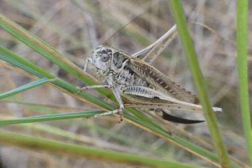 Réf. 191 106 : Platycleis affinis affinis